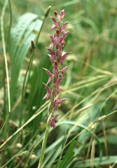 Anacamptis sancta