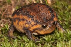 Breviceps verrucosus
