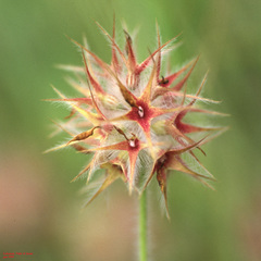 Trifolium stellatum