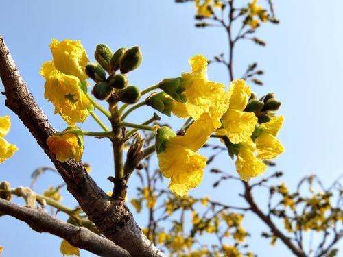Pterocarpus angolensis