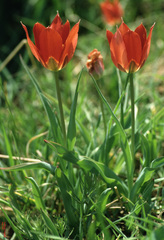 Tulipa agenensis