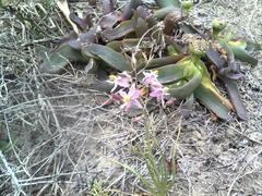 Cyanella lutea rosea