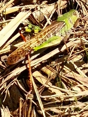Locusta migratoria