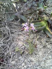 Cyanella lutea rosea