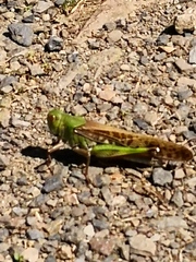 Locusta migratoria