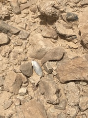 Buliminus lamprostatus