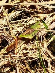Locusta migratoria