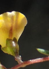 Aspalathus biflora biflora