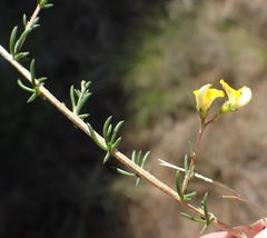 Aspalathus biflora biflora