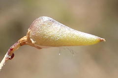 Aspalathus biflora biflora