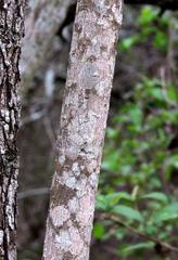 Tecoma capensis image