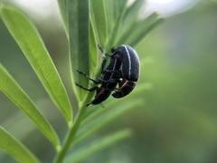 Eudiagogus maryae