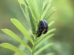Eudiagogus maryae