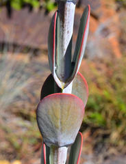 Kalanchoe thyrsiflora