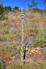 Kalanchoe thyrsiflora