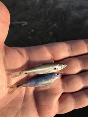 Cyprinella spiloptera