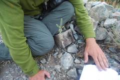 Lepidium ramosissimum