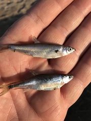 Cyprinella spiloptera