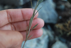Lepidium ramosissimum