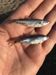 Cyprinella spiloptera