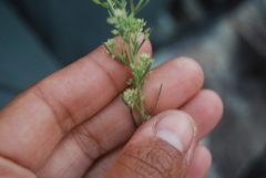 Lepidium ramosissimum