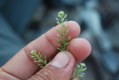 Lepidium ramosissimum