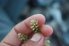 Lepidium ramosissimum