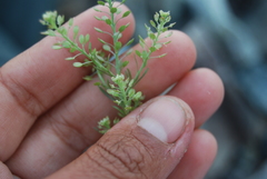 Lepidium ramosissimum