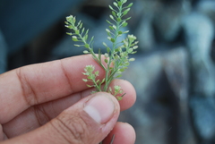 Lepidium ramosissimum