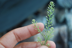 Lepidium ramosissimum