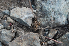 Lepidium ramosissimum