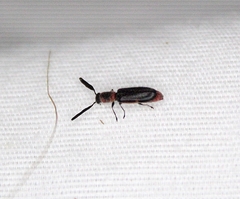 Monophylla terminata