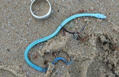 Philothamnus occidentalis