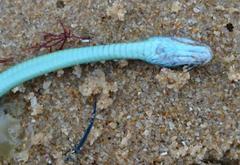 Philothamnus occidentalis