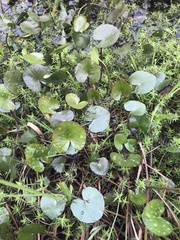 Ornduffia reniformis