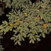 Senegalia mellifera - Photo (c) riana60, algunos derechos reservados (CC BY-NC), uploaded by riana60