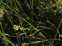 Sphaerolobium vimineum