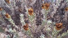 Oedera fruticosa