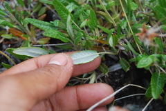 Dryas integrifolia sylvatica
