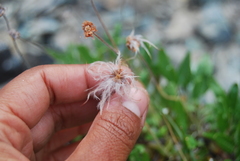 Dryas integrifolia sylvatica