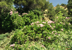 Rhododendron ponticum