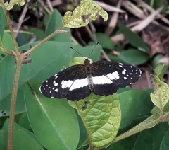 Castilia