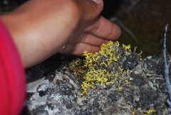 Vulpicida juniperinus