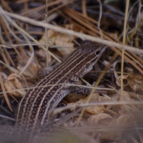 Chihuahuan Spotted Whiptail