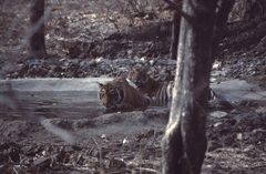 Panthera tigris tigris