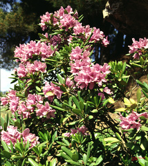 Rhododendron ponticum