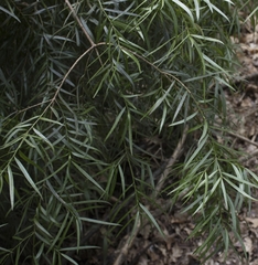Podocarpus salignus