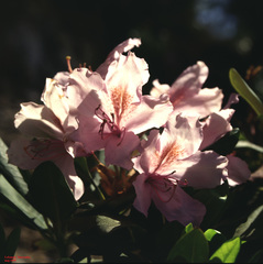 Rhododendron ponticum