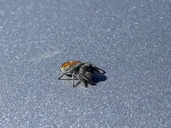 Phidippus ardens