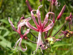 Nerine